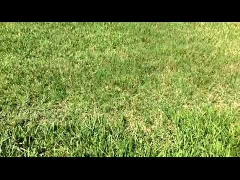 how to fertilize st augustine grass in florida