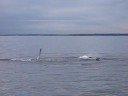 3 whales fin slapping