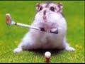 the hamster dance
