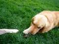 Caniche video