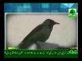 Lion, Crow, Cow & Parrot All doing Zikr of Allah