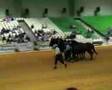 sicab 2006