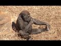 Funny Monkey Commercial