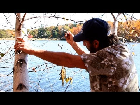 how to harvest earthworms