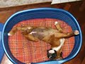 ELETTRA, cucciolo di boxer ELETTRA, cucciolo di boxer