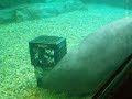 manatee laying and eating