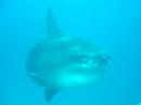 Mola Mola Mola Mola