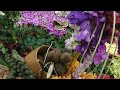 Click here to watch this video THE RHS CHELSEA FLOWER SHOW 2012 ( Thailand Floral Display)