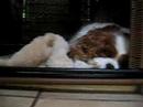 Buddy And Harry - Waking Up Icon