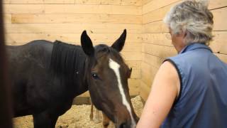 Clicker Training Foals