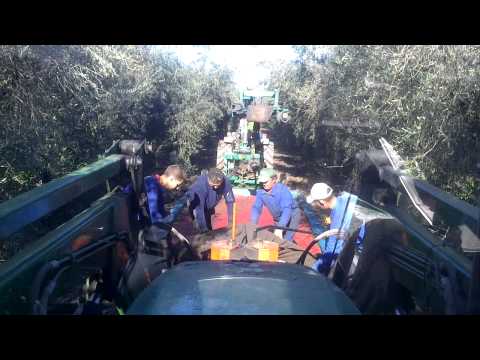 how to harvest olives in spain