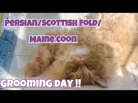Mobile Cat Grooming | Persian /Maine Coon   Grooming |