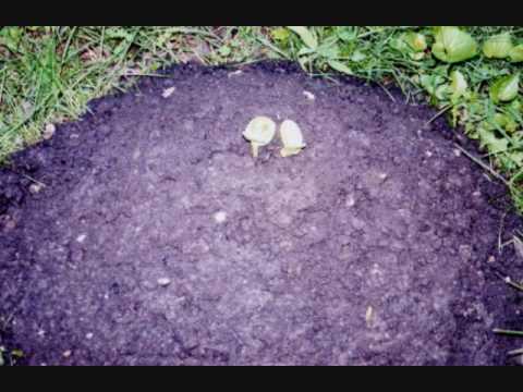 how to grow your own pumpkin patch