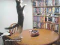 El baile del gatito... el baile del gatito