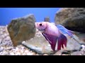 Male Siamese Fighting Fish @ Sweet Knowle Aquatics
