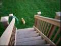 Affenpinscher video