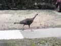 Mistletoe Heights Wild Turkey Part 2 Mistletoe Heights Wild Turkey Part 2