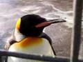Penguin world at Edinburgh Zoo