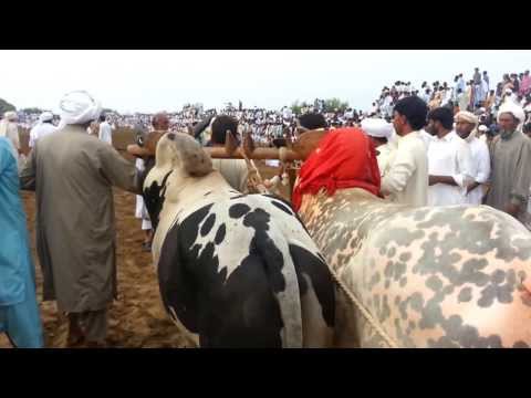 talagang - Talagang bull show part 1: http://youtu.be/_vYFr6I9w2E (Intro) Talagang bull show part 3: http://youtu.be/XyX30UqPNpk (Those who can't wait, watch this) Tala...