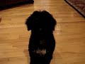 Fenway, our 11 week old PWD puppy, plays fetch indoors Fenway, our 11 week old PWD puppy, plays fetch indoors