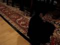 Fenway, our 11 week old PWD puppy, plays fetch indoors