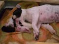 Bouledogue francese - I cuccioli di Lisa
