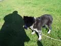 Astra Bizzy, puppy herding sheep