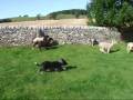 Astra Bizzy, puppy herding sheep