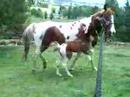 2008 Homozygous Pinto Filly