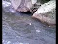 ersinin pitbull köpeği KORSANIN dereye atlayışı