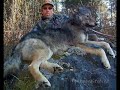 Wolves - Never Too Late