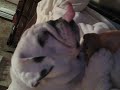 OCD Bulldog