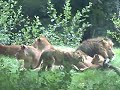 Lion cub\ Lion cub\