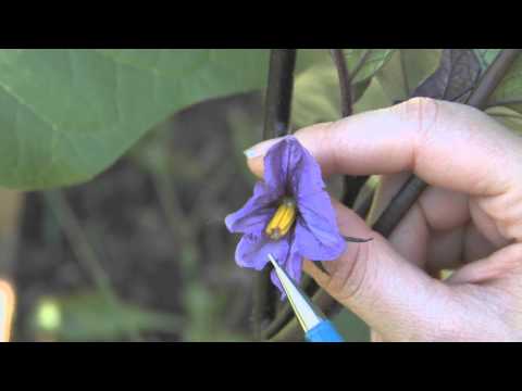 how to care eggplant