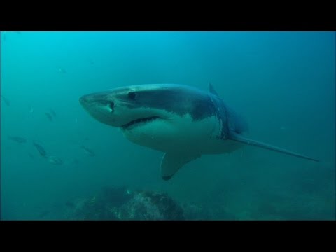Great witeShark
