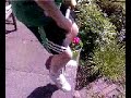 pogo into pond