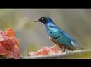 The Little Birds\