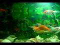 videos de My aquarium.AVI