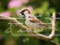 عمرو مصطفى خذني لبعيد