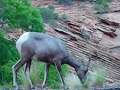 big-horn sheep zion national park