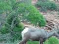big-horn sheep zion national park