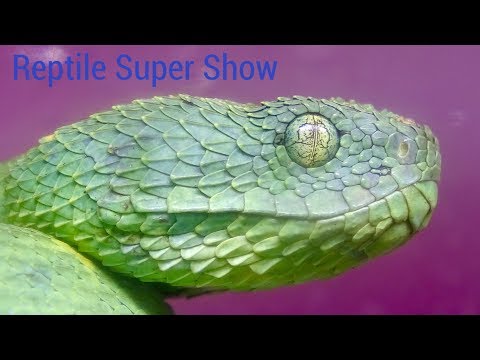 YouTube reptile video