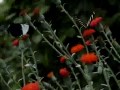 Heliconius cydno