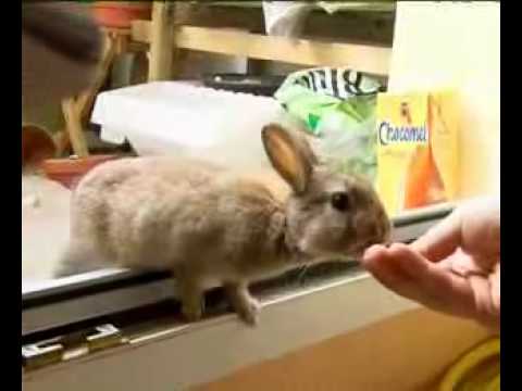 Mein Hase
