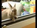 Mein Hase