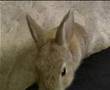 Mein Hase