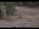 Pride of lions, Lower Zambezi Pride of lions, Lower Zambezi