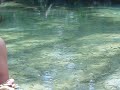 fishey