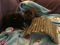 Guinea Pig Guinea Pig