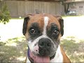 gunner   lone star boxer rescue